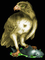 Amatawodi Hawk Image